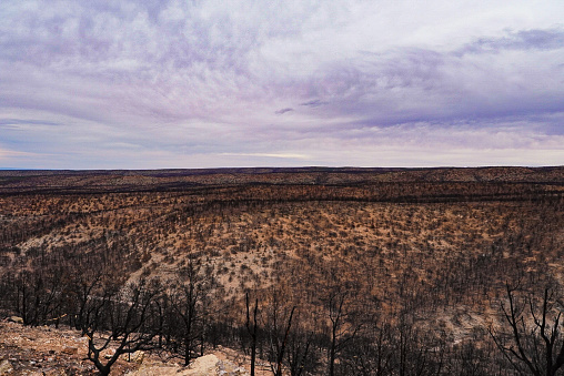 The Mangum Fire burned 71,450 acres of the Kaibab National Forest in 2020. It was human caused.