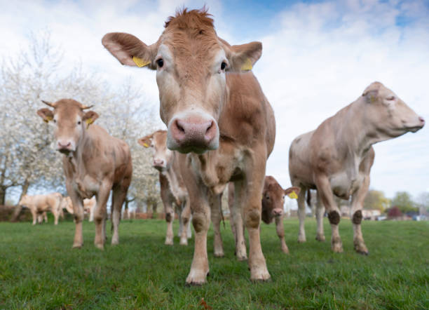 istock cows and calf in spring meadow with blossoming trees under blue sky 1316312988
