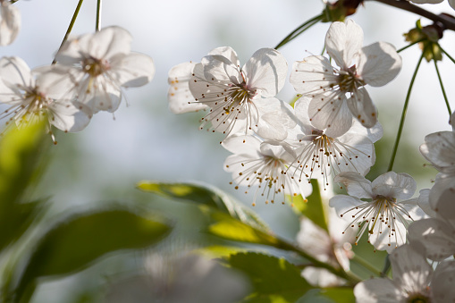 istock White apple blossom on a branch of an apple tree 1316313191
