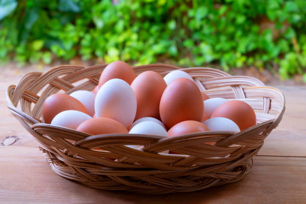 istock Difference between chicken and duck egg color, white duck eggs and the brown color of chicken eggs in a woven basket. 1316313633