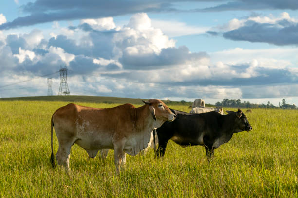 牧場の牧草地に牛。 - grass fed ストックフォトと画像