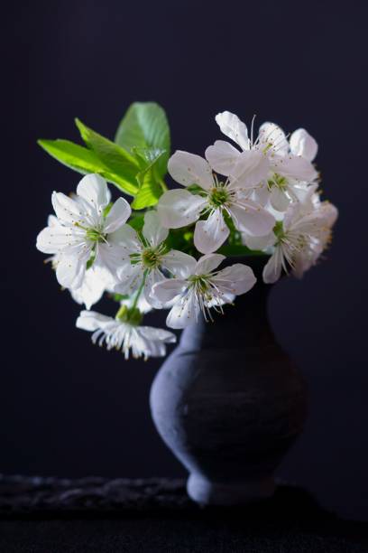 istock Spring flowers, cherry blossoms in the vase on a black background 1316316847
