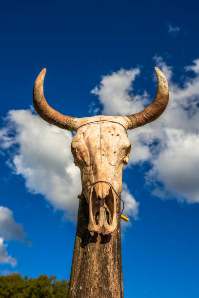 istock Cow skull. Rural acenery, landscape. 1316318266