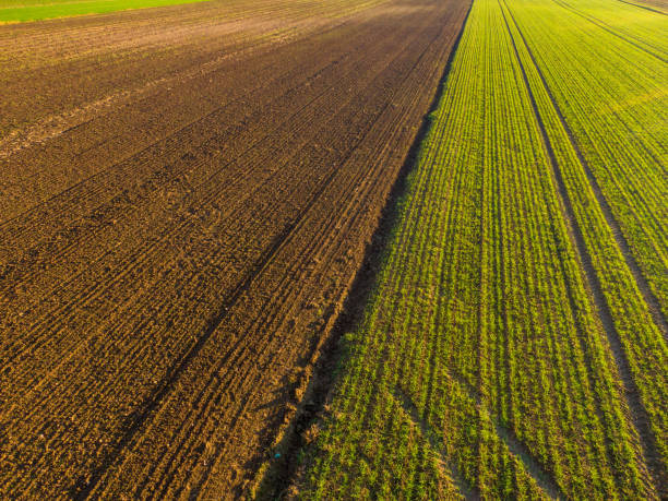 istock Aerial view of plowed field 1316318353