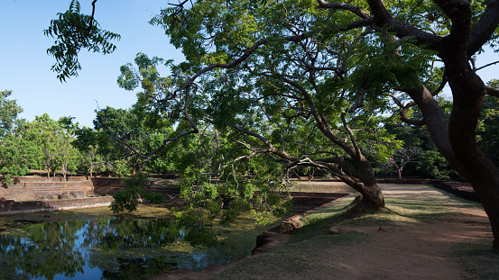 Old green trees near a pond with water on a sunny day at Sigiriya, Sri Lanka