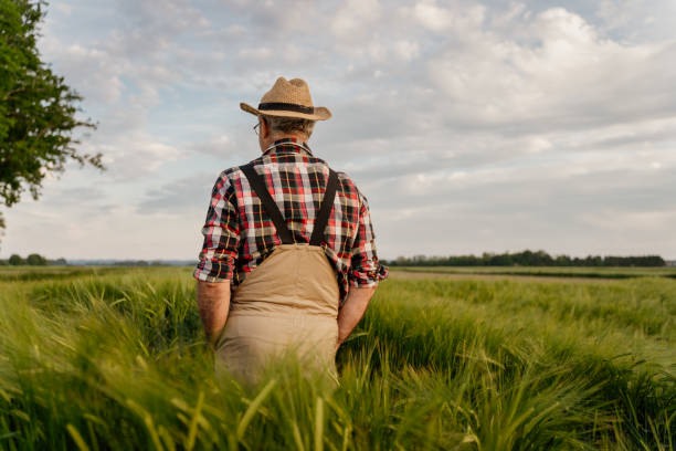 istock Senior man standing in wheat field 1316319430