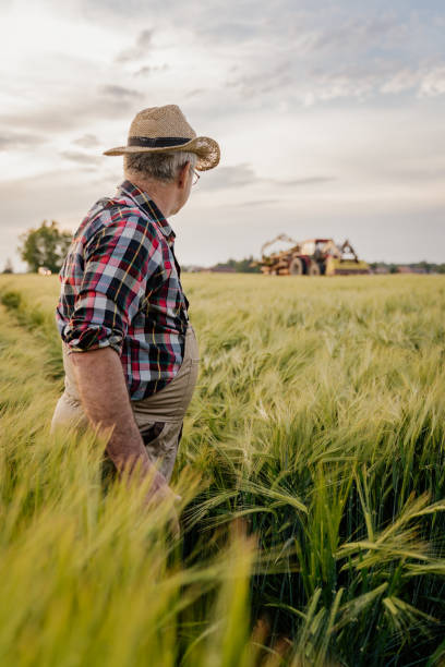 istock Senior farmer standing in wheat field 1316319433