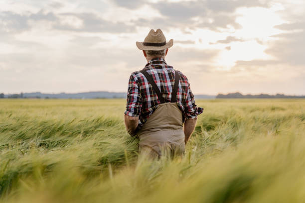 istock Senior man standing in wheat field 1316319457