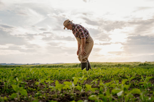 istock Senior man working in field 1316319467