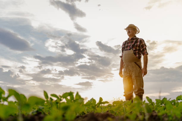 istock Senior man standing in field 1316319502