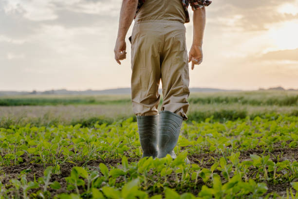 istock Senior man wearing rubber boots in field 1316319523