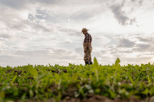 istock Senior man standing in field 1316319531
