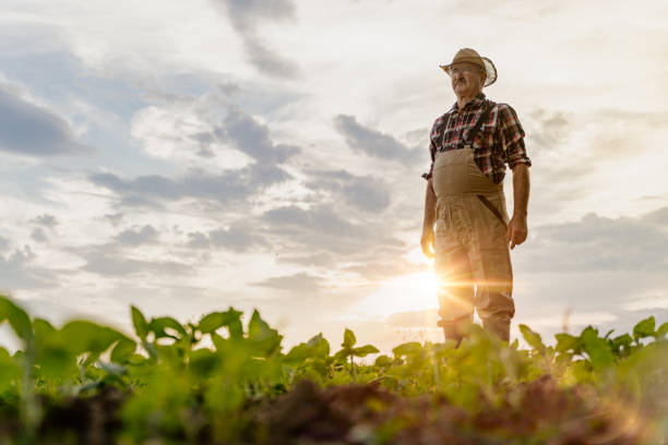 istock Senior farmer standing in field 1316319573