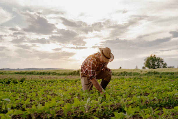 istock Unrecognizable senior man working in field 1316319583