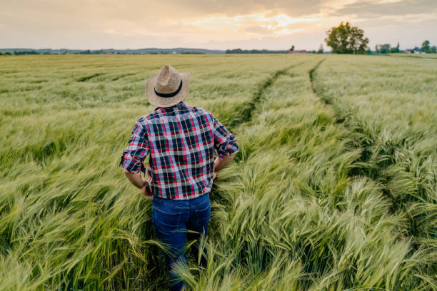 istock Unrecognizable young man standing in wheat field 1316319669