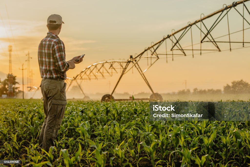 Man standing on corn field and using mobile phone Rear view of man standing on corn field and using mobile phone Farmer Stock Photo