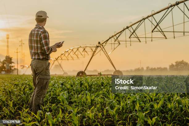 Man Standing On Corn Field And Using Mobile Phone Stock Photo - Download Image Now - Farmer, Irrigation Equipment, Agricultural Field