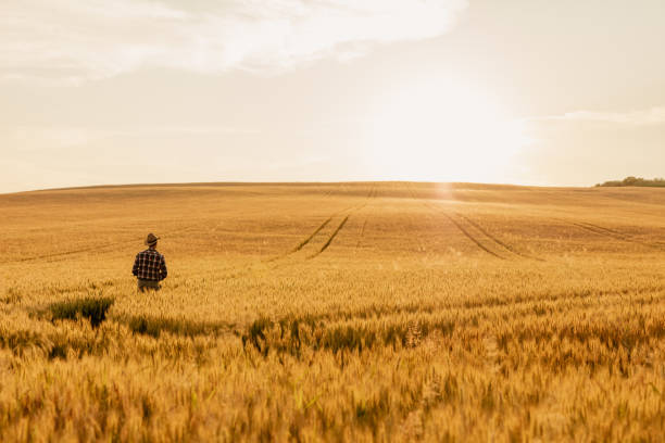 Man in straw hat examining crops and admiring scenic view on wheat field