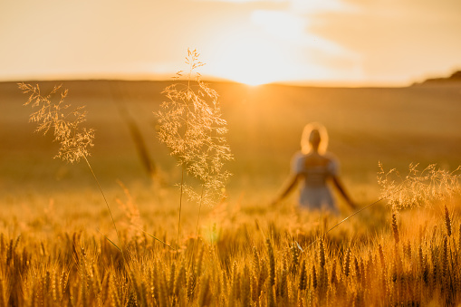 Silhouette of woman admiring scenic view from wheat field