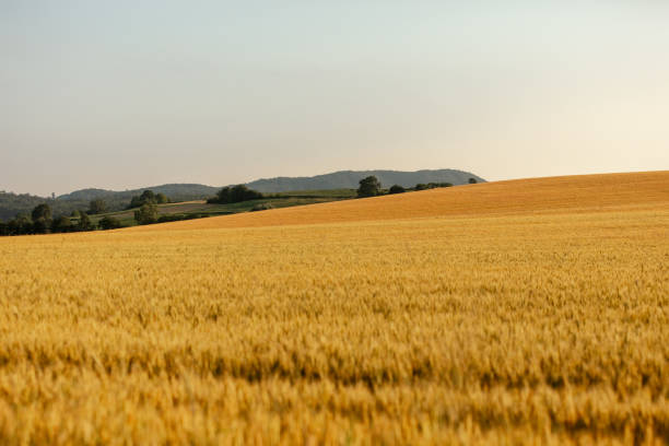 istock Scenic field of wheat against sky 1316320090