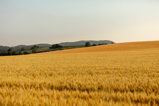 Scenic agricultural field of wheat with mountain in the background