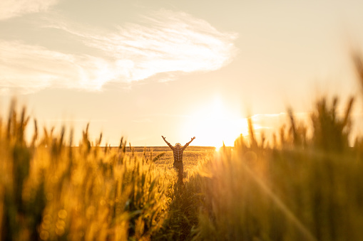 Silhouette of carefree farmer standing with arms outstretched in wheat field