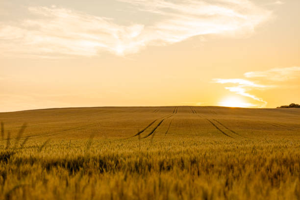 Scenic agricultural field of wheat against cloudy sky during sunset