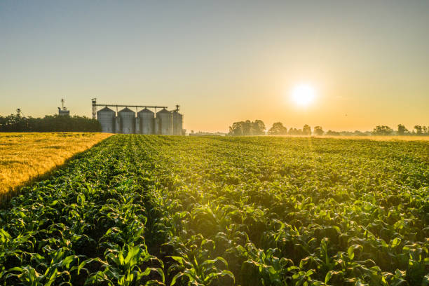 istock Silo on agricultural field 1316320966