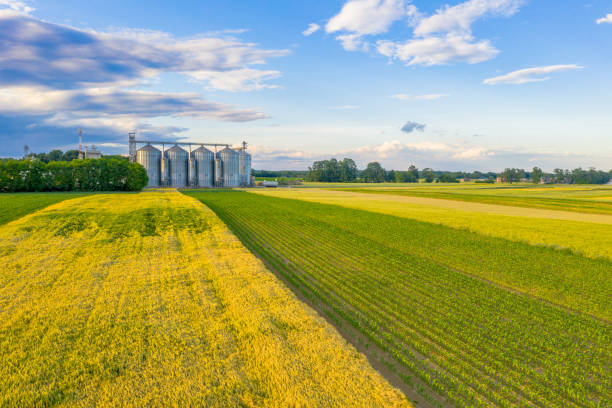 silo auf rapslandfeld - factory green industry landscape stock-fotos und bilder