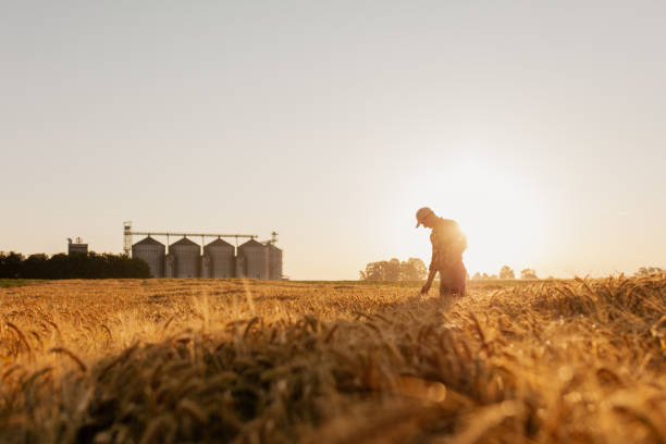 현장에서 밀 작물을 검사하는 남자의 실루엣 - arable 뉴스 사진 이미지