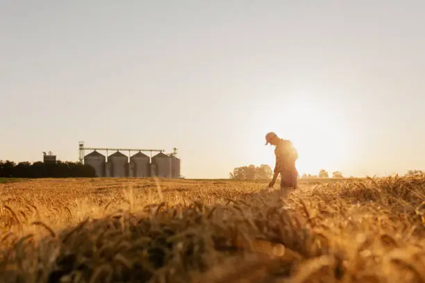 Photo of Silhouette of man examining wheat crops on field