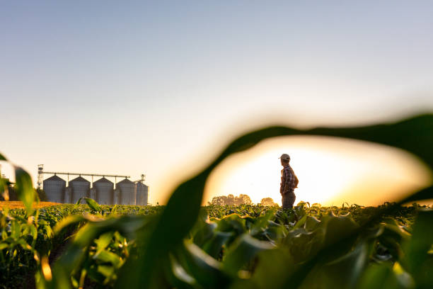 istock Distant view of farmer on corn field 1316321055