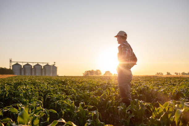 rolnik stojący na polu kukurydzy - field corn crop scenics farm zdjęcia i obrazy z banku zdjęć