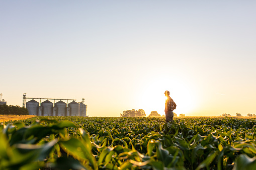Granjero de pie en el campo de maíz contra el cielo photo