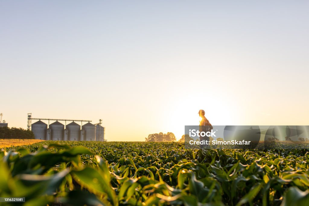 Farmer standing on corn field against sky Farmer standing on corn field against sky with silos in background Agricultural Field Stock Photo
