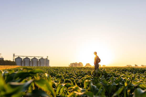 Farmer standing on corn field against sky Farmer standing on corn field against sky with silos in background farmer stock pictures, royalty-free photos & images