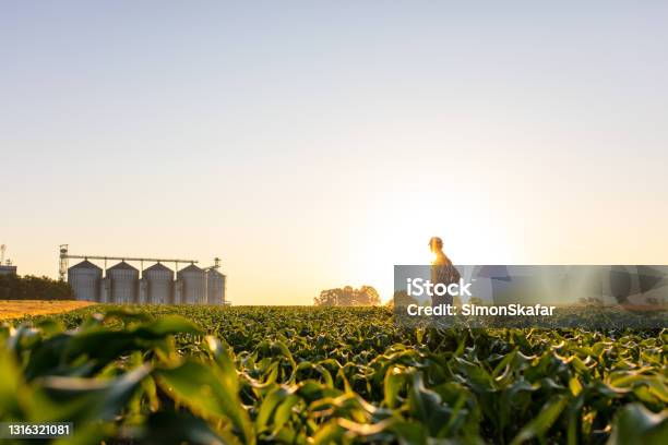Farmer Standing On Corn Field Against Sky Stock Photo - Download Image Now - Agricultural Field, Corn - Crop, Agriculture