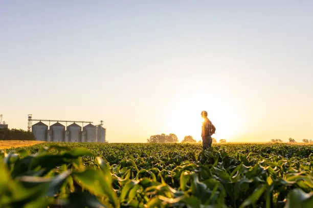 Photo of Farmer standing on corn field against sky
