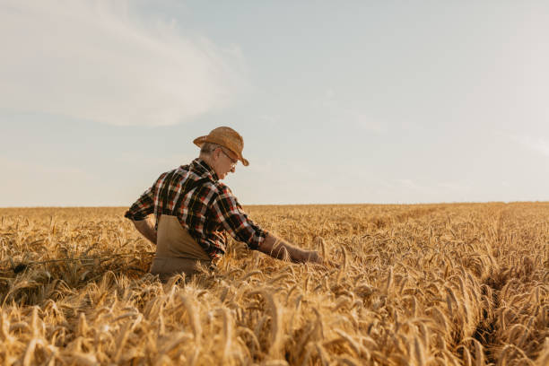 istock Senior farmer touching and looking at wheat crops 1316321109