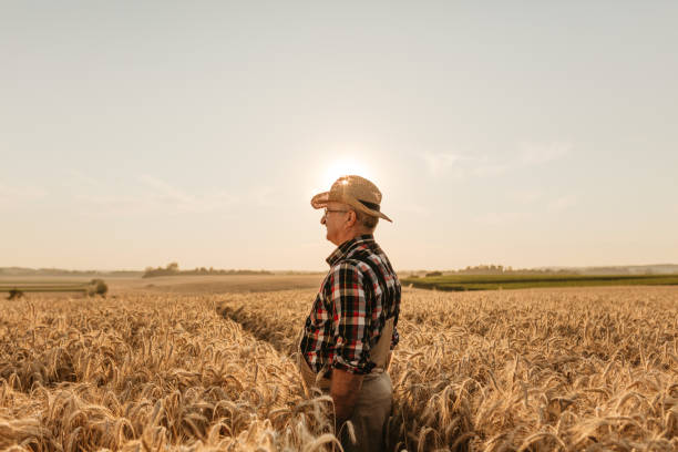 istock Senior farmer standing on wheat field 1316321166