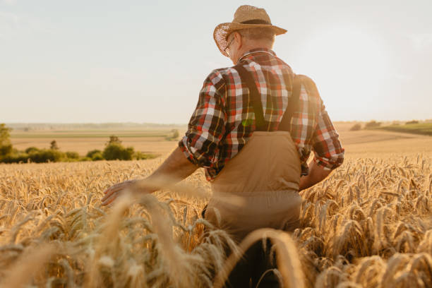istock Senior man walking and touching wheat crops 1316321192