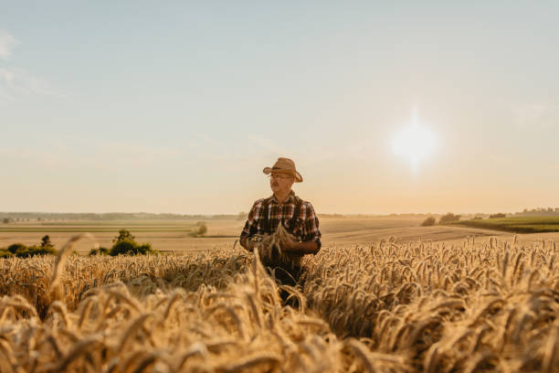 istock Senior man holding wheat crops on field 1316321194