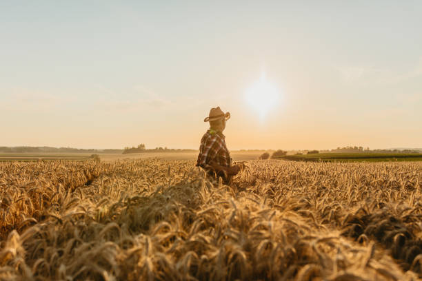Man standing and holding wheat crops on agricultural field