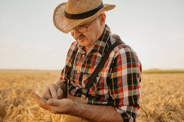 istock Senior man checking on wheat grains 1316321270