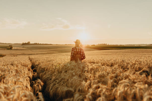 istock Silhouette of man standing on field 1316321309