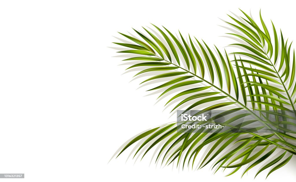 folha verde de palmeira em fundo branco - Vetor de Folha de Palmeira royalty-free