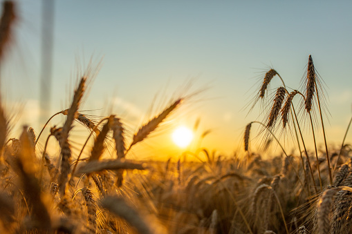 Silhouette of wheat crops on field during sunset