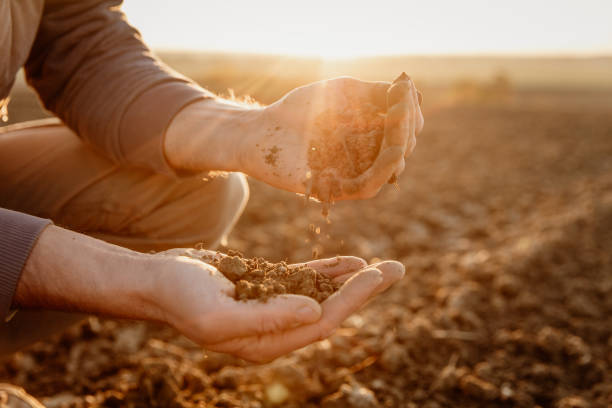 agricoltore che controlla il suolo sul campo - suolo foto e immagini stock