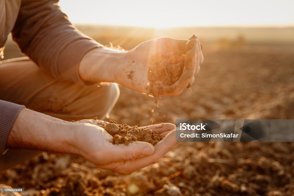 Farmer checking soil in field Male farmer examining soil at agricultural field Dirt Stock Photo