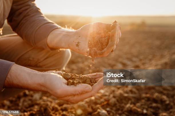 Farmer Checking Soil In Field Stock Photo - Download Image Now - Dirt, Hand, Land